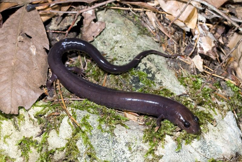 Red Hills Salamander