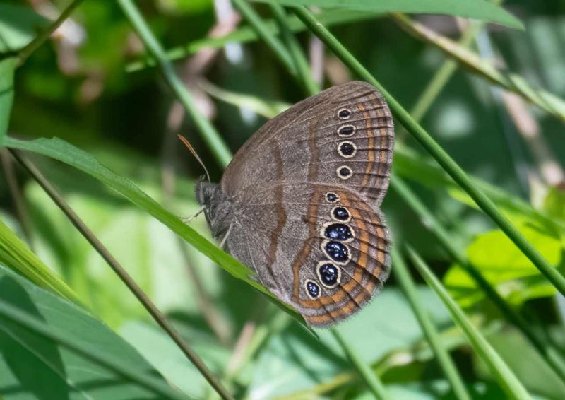 Mitchell's Satyr Butterfly