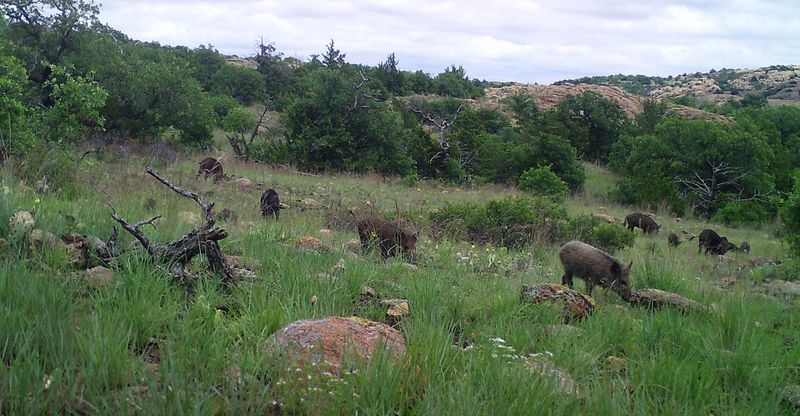 Oklahoma: Sooner State Swine