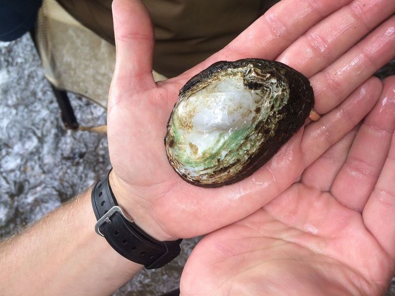 Southern Clubshell Mussel