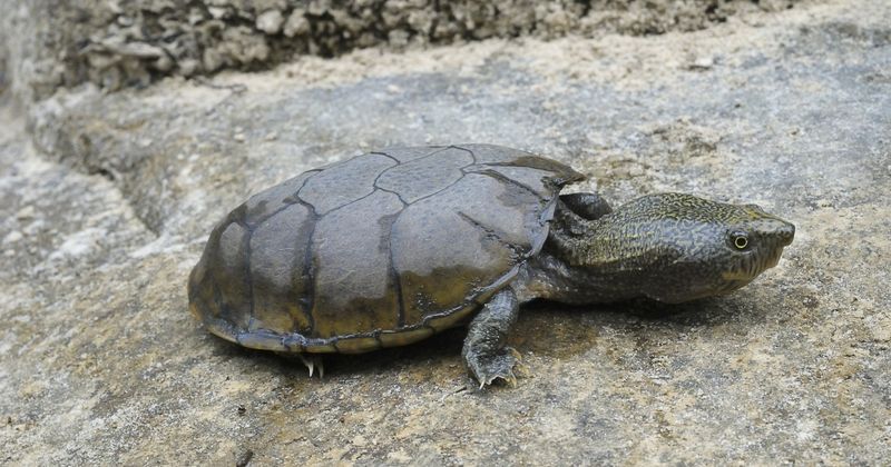 Flattened Musk Turtle