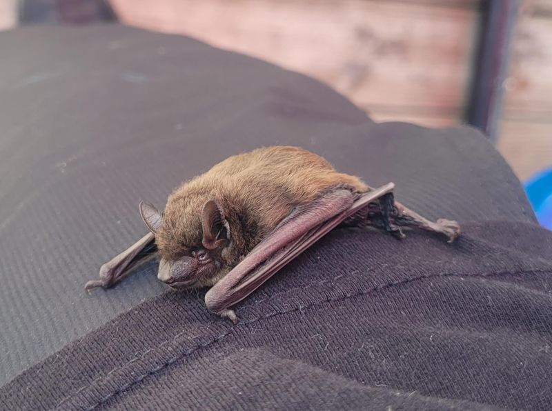 Tennessee's Musical Mammals