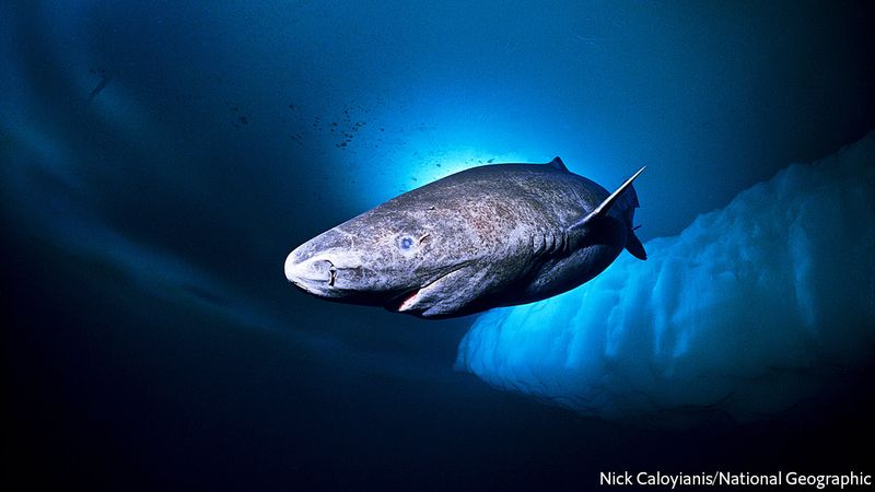 Arctic Sharks With A Fierce Reputation