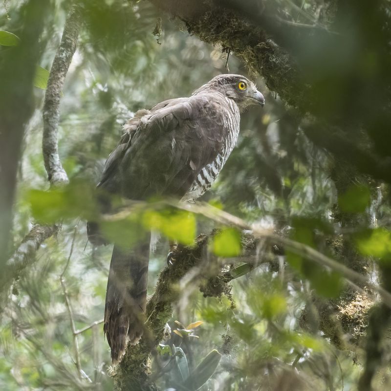 Madagascar Serpent Eagle: The Mysterious Raptor