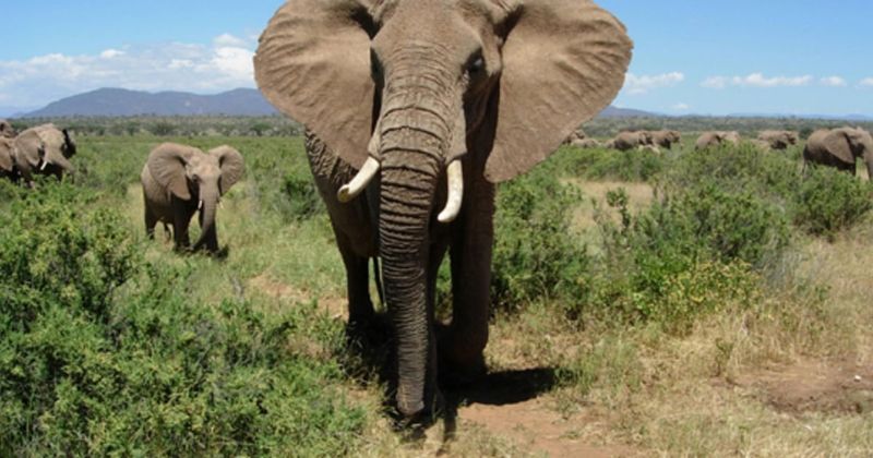 Elephants' Subsonic Rumbles