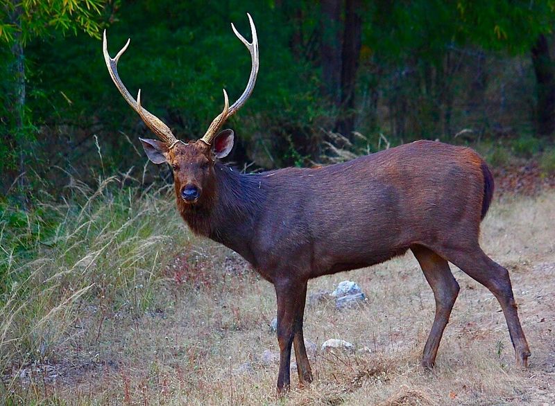 Antler Architecture