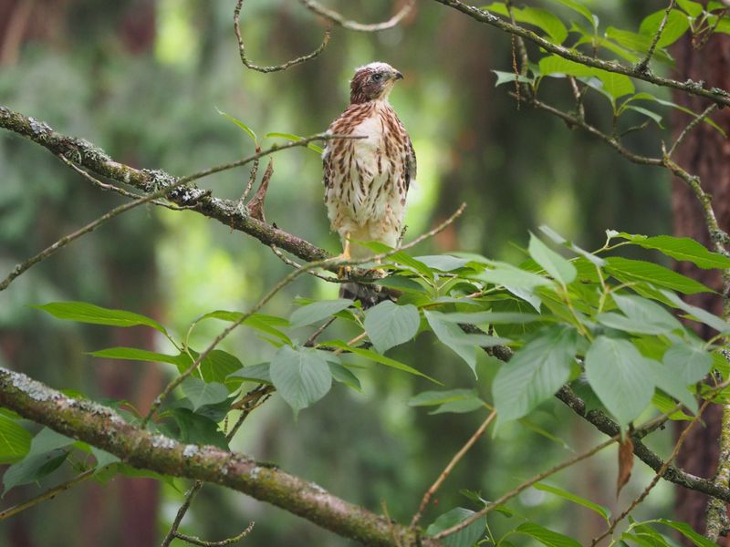 Birds Struggle To Escape Rising Temperatures