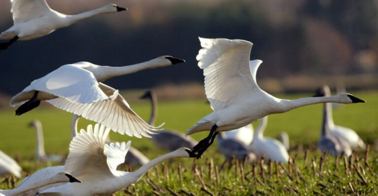 Alarming New Bird Study Has Scientists Concerned - 'They Can't Move Fast Enough'