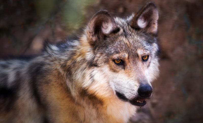 Arizona – Mexican Gray Wolf