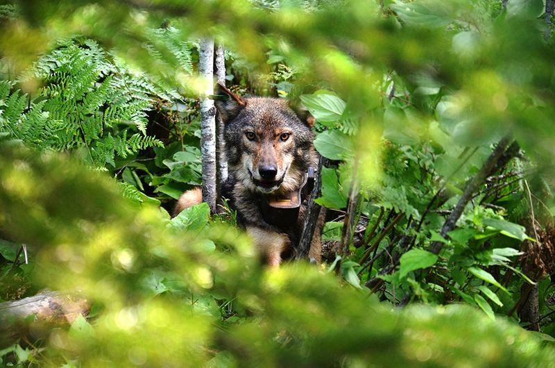 Minnesota's Wolf Country