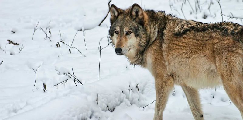 Rocky Mountain Wolves: The Southern Giants