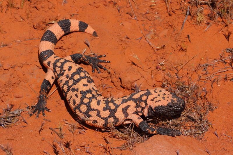 Arizona's Secretive Gila Monsters