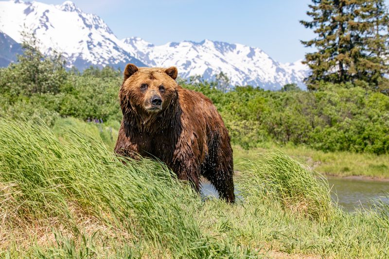 The Importance Of Conservation In Alaska