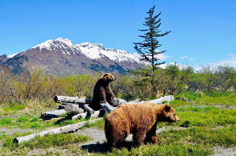 Alaskan Wildlife Is Vital To The Food Chain