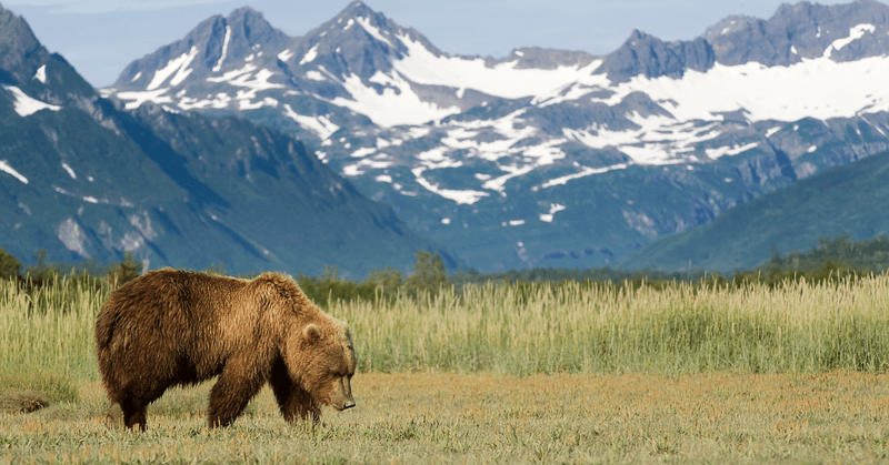 Montana: Grizzly Country