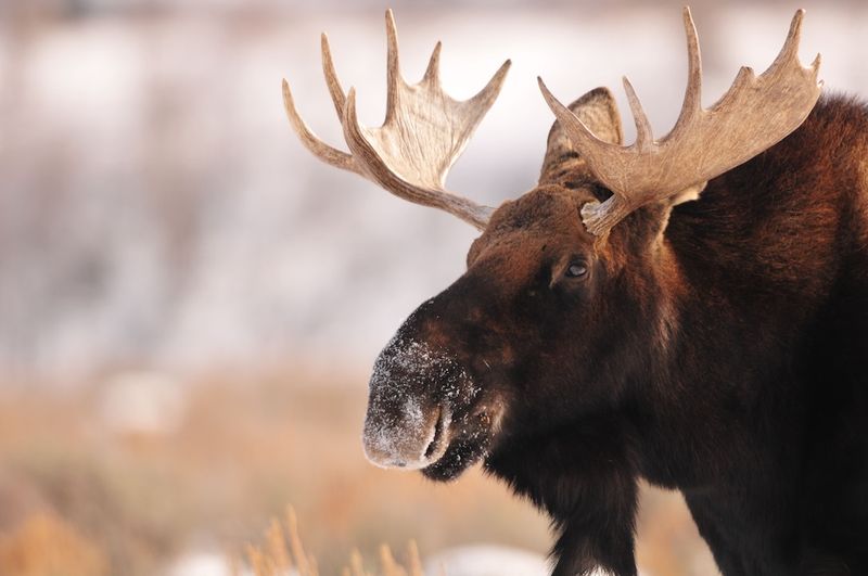 Newfoundland Monster