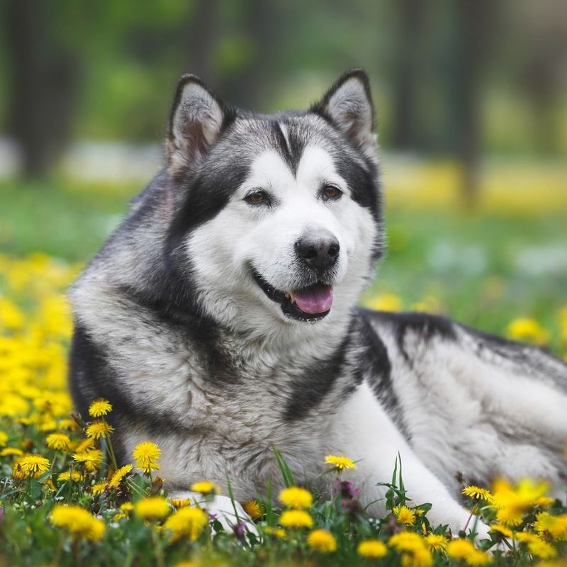 Alaskan Malamute