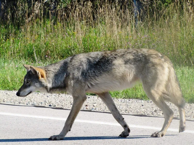 Great Plains Wolf