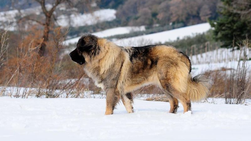 Caucasian Shepherd