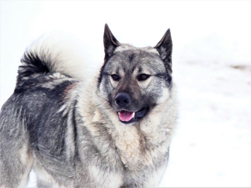 Norwegian Elkhound: Viking's Wilderness Companion