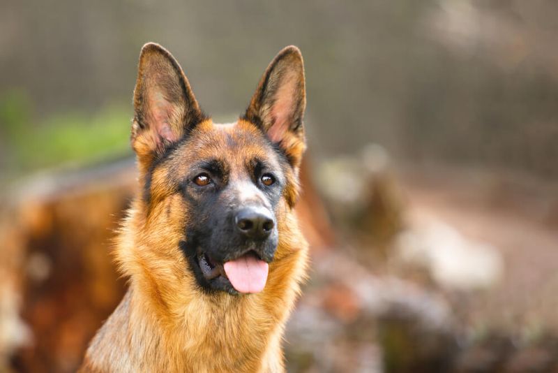 German Shepherds