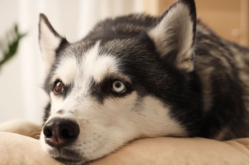 Siberian Huskies