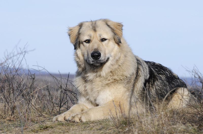 Caucasian Shepherd: Mountain Guardians