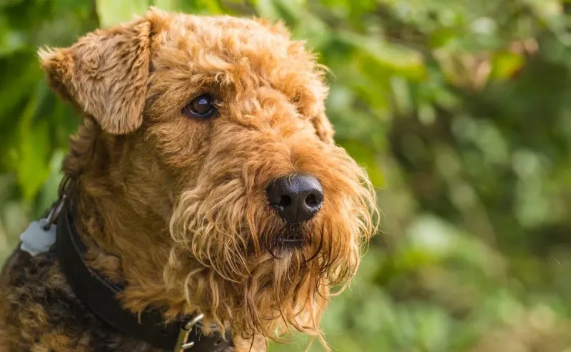Airedale Terriers: The King Of Diggers