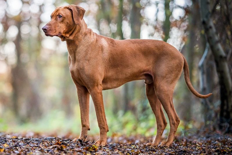 Rhodesian Ridgebacks