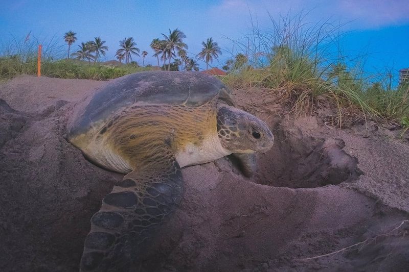 Sea Turtle Nesting Beach Tour