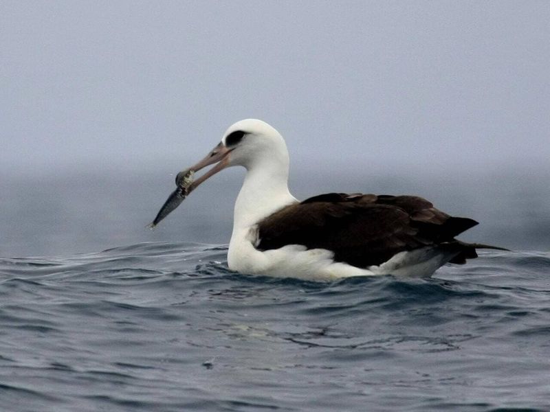 Why Albatrosses Are So Important To Marine Ecosystems