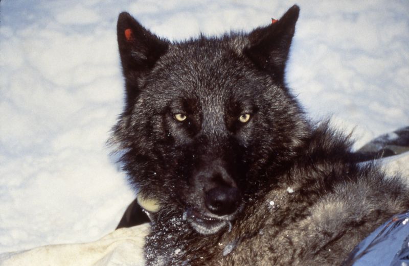 Yellowstone's 143-Pound Alpha '495M'