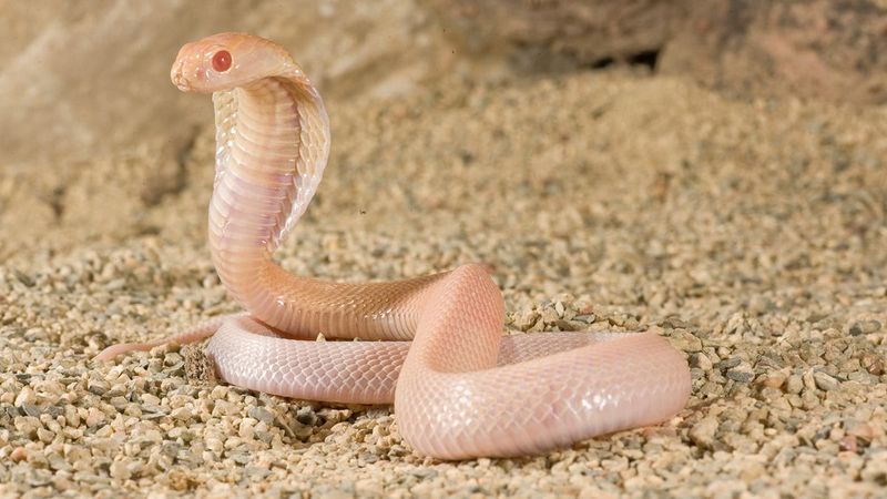 Albino Animals Often Struggle In The Wild