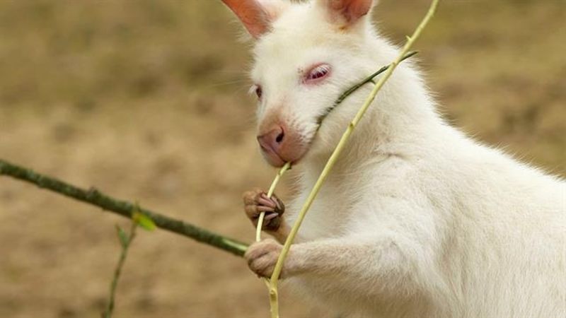 Lack Of Pigment Makes Them Vulnerable
