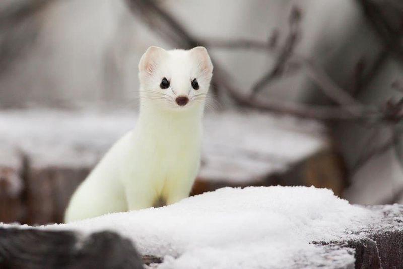 Camouflaged Arctic Predators