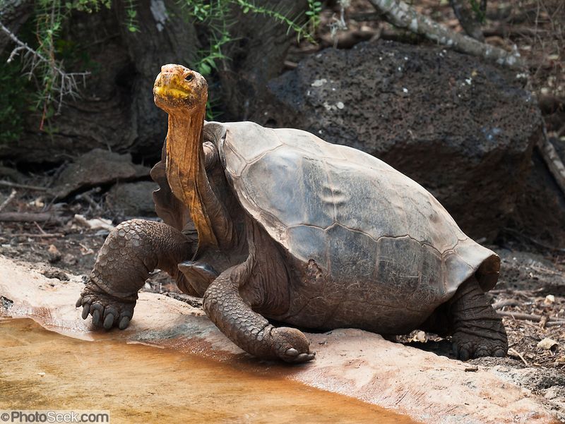 Galápagos Giant Tortoise: Darwin's Time Capsule