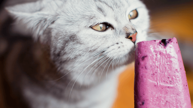 Offer Frozen Treats With Hidden Benefits