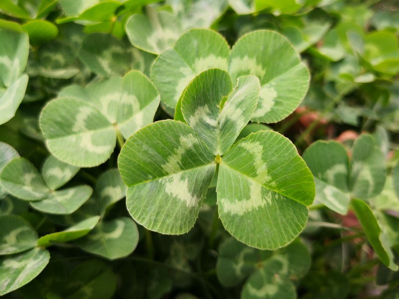 Clover: Nutritious Ground Cover