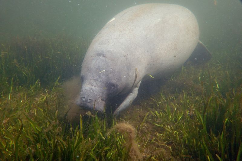 Seagrass Shortages And Their Effect On Manatee Diets