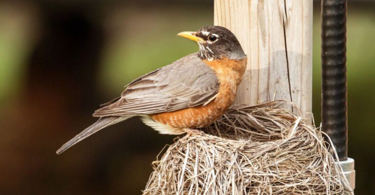 All About Robin Nests And Robin Eggs