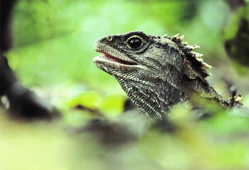Tuataras Are Not Lizards