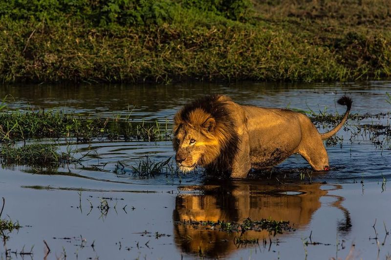 Lions Cannot Swim