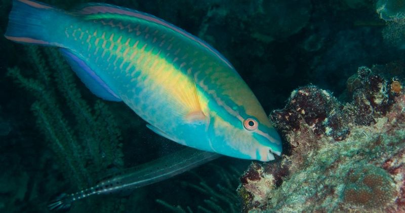 Parrot Fish Only Eat Coral