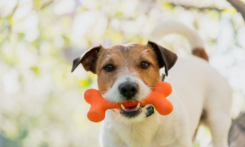 Bones Are Safe Natural Treats