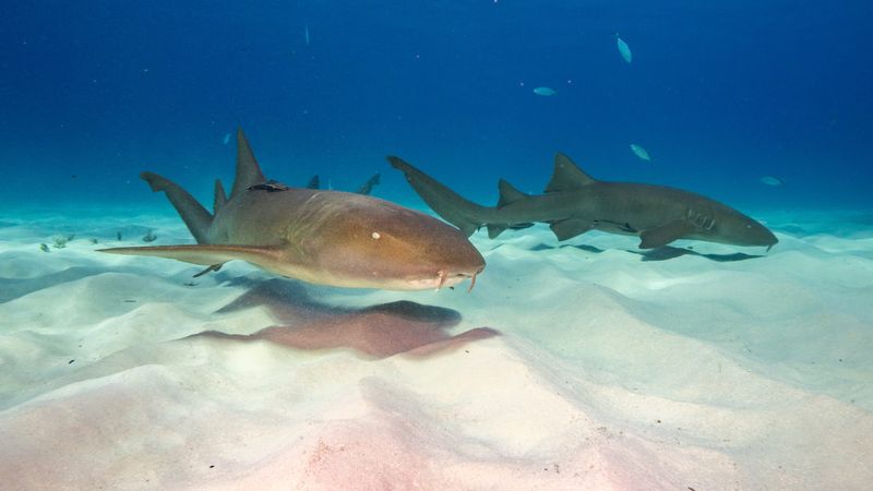 Sharks Must Keep Swimming Or Die