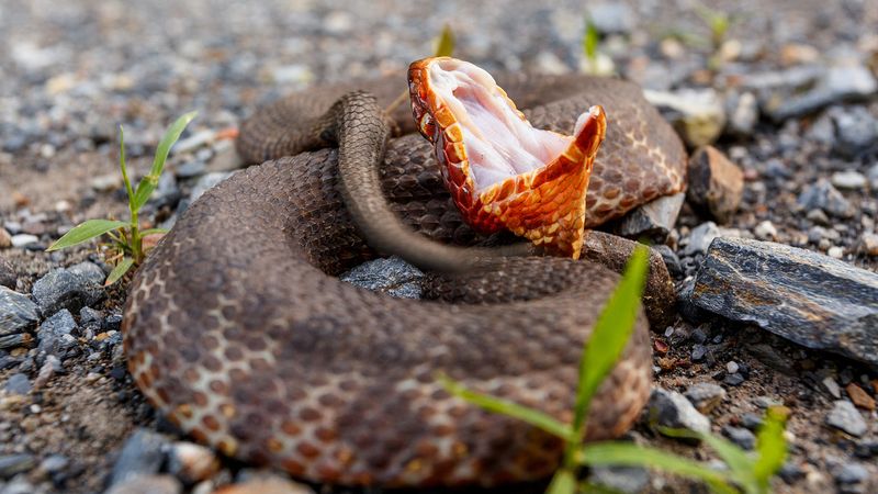 Western Cottonmouth (Water Moccasin)