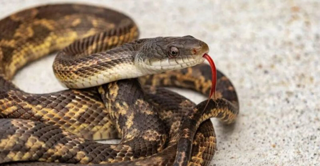 All The Snakes You Can Encounter In The Arkansas River - Animalko