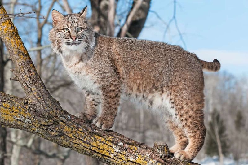 Bobcat – The Stealthy Hunter