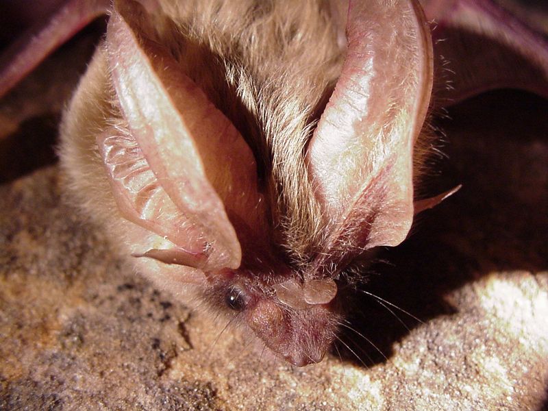 Allen's Big-Eared Bat