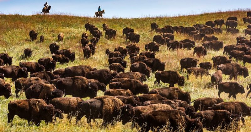 The Great Bison Byway